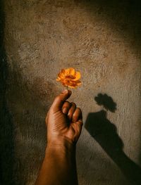 Close-up of hand holding flower