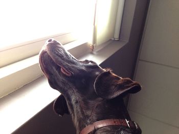 Close-up of dog at home