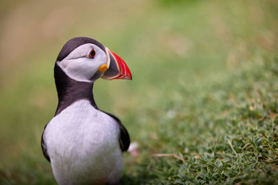 Genus fratercula. puffin atlantic bird in ireland. saltee island