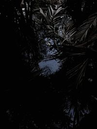 Trees growing in forest at night