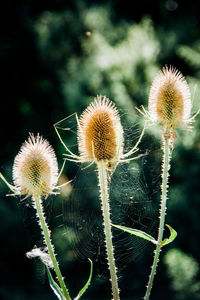 Close-up of dandelion