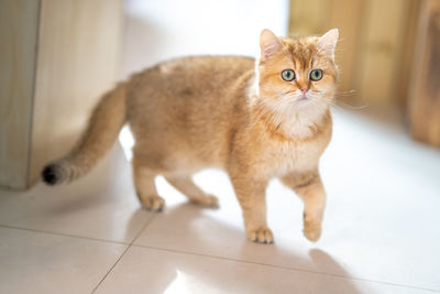 There is a golden english shorthair in the room