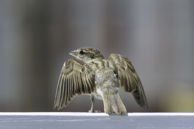 Close-up of a bird