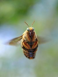 Close-up of butterfly flying