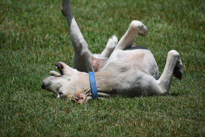 Close-up of dog relaxing on field