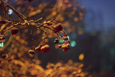 Close-up of berries growing on tree