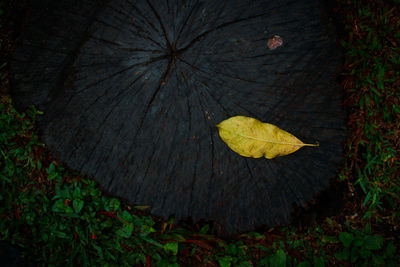 Close-up of maple leaf on tree