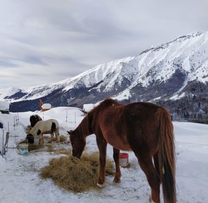 Horse standing on snow covered mountain against sky