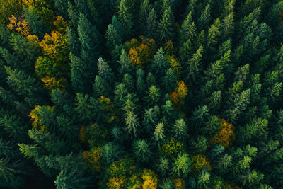 High angle view of pine trees in forest