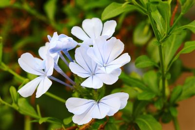 Close-up of white flowering plant