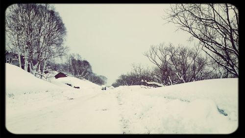 Bare trees on snow covered landscape