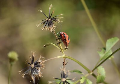 Close-up of insect on plant