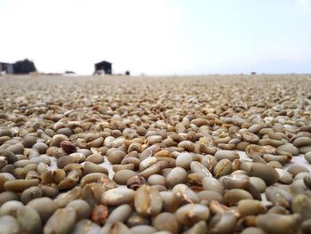 Close-up of pebbles on beach against sky