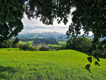 Scenic view of agricultural field against sky