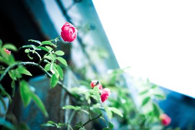 Close-up of red flowers growing on plant