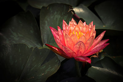 Close-up of lotus water lily in lake