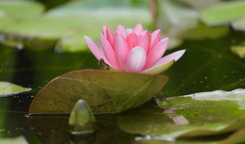 Close-up of lotus water lily in pond