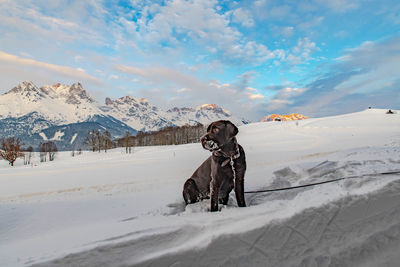 View of a dog on snow covered landscape