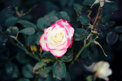 Close-up of pink rose