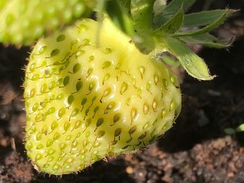 Close-up of prickly pear cactus