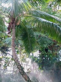 Low angle view of palm trees