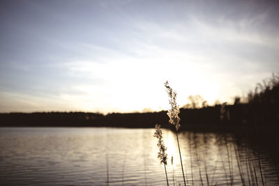 Close-up of plant against lake at sunset