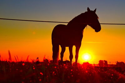 Silhouette horse on field against sky during sunset