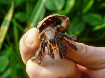 Close-up of human hand holding small