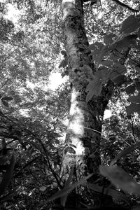 Low angle view of trees against sky