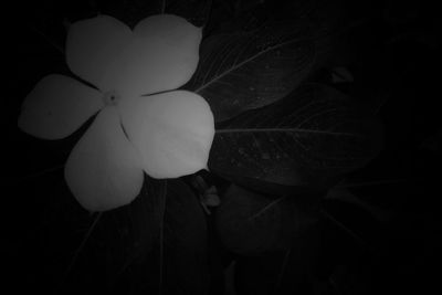 Close-up of white flower against black background