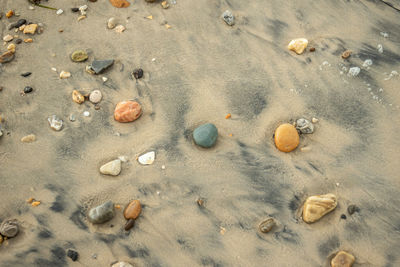 High angle view of shells on sand