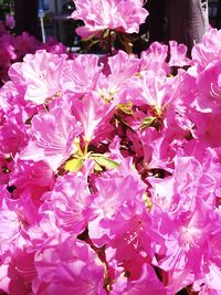 Close-up of pink flowers