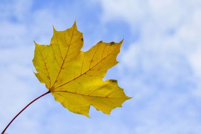 Close-up of yellow maple leaf against sky