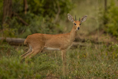 Deer standing on field