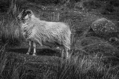 Black and white portrait of blackface sheep in the isle of skye, scotland