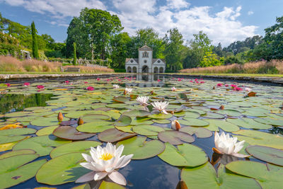 Lotus water lily in lake