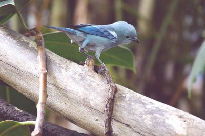 Close-up of bird perching on branch