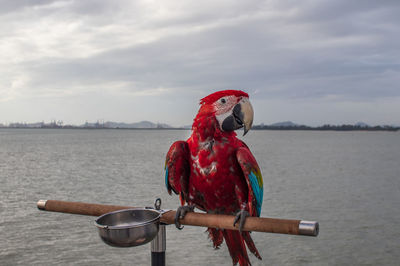 Bird perching on a sea