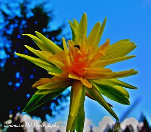 Close-up of yellow flowers