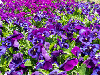 Close-up of purple flowering plants