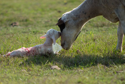 Close-up of goats on field