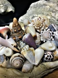 Japanese seashell arrangement