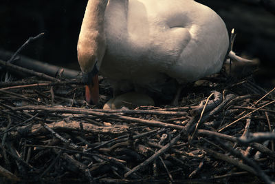 Close-up of bird in nest