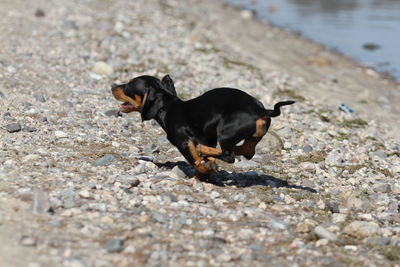 Black dog looking away