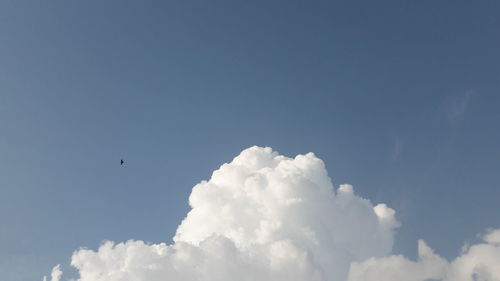 Low angle view of bird flying in sky