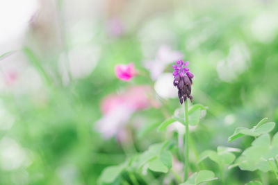 Close-up of insect on purple flowering plant