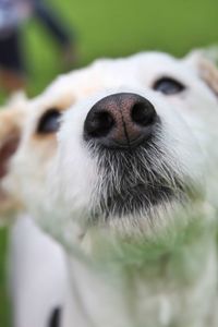 Close-up portrait of a dog