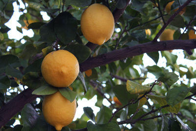 Close-up of fruits on tree