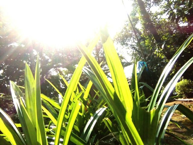 sun, sunbeam, lens flare, growth, sunlight, plant, grass, nature, beauty in nature, tranquility, field, sunny, green color, sky, tranquil scene, bright, scenics, clear sky, outdoors, day