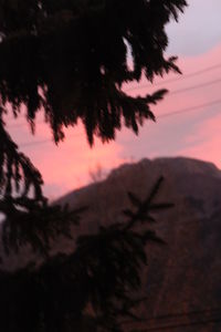 Close-up of silhouette tree against sky at sunset